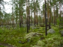 Stenskog