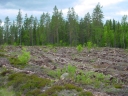 K&ouml;ttf&auml;rsliknande skogsavverkning